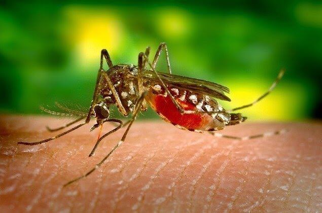 Desmatamento ‘empurra’ mosquito da dengue para as cidades, diz pesquisa