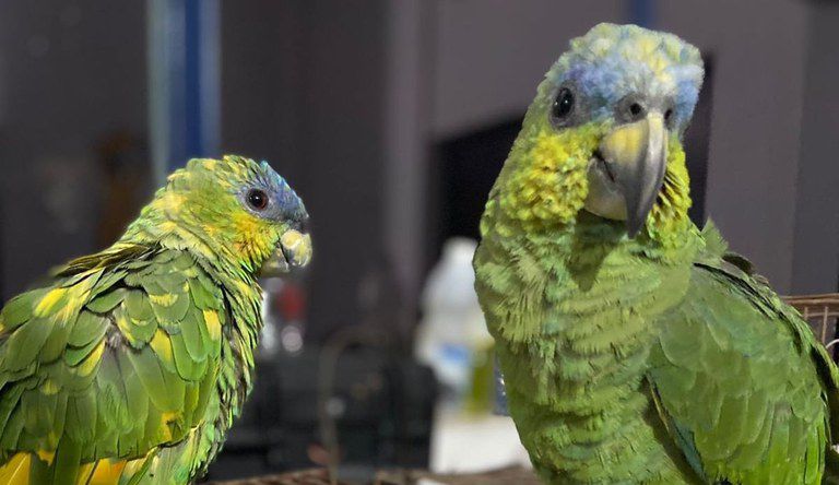 PRF apreende sete pássaros silvestres em Marabá