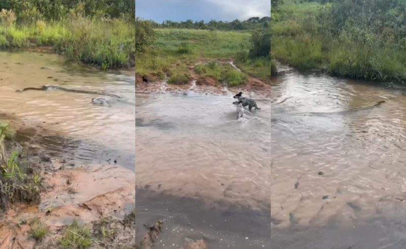 VÍDEO: Fazendeiro vê sucuri em rio ao lado de cães: ‘sai, sai’