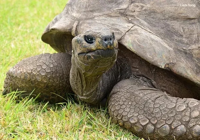 Aos 190 anos, tartaruga ‘Jonathan’ é o animal terrestre mais velho do mundo