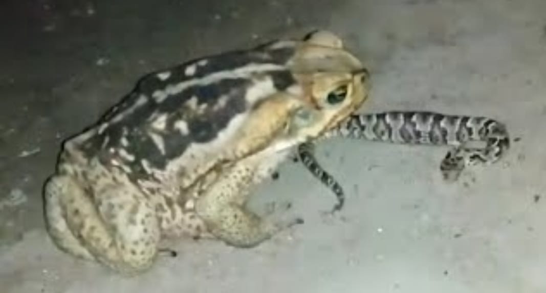 VÍDEO: Sapo ataca e engole jararaca inteira