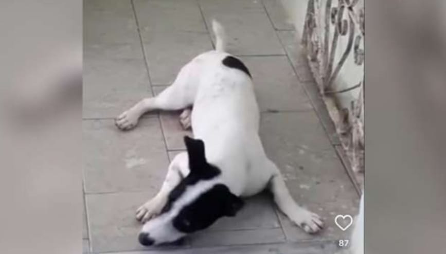Polícia Militar expulsa cabo que matou cachorro a tiros no Pará