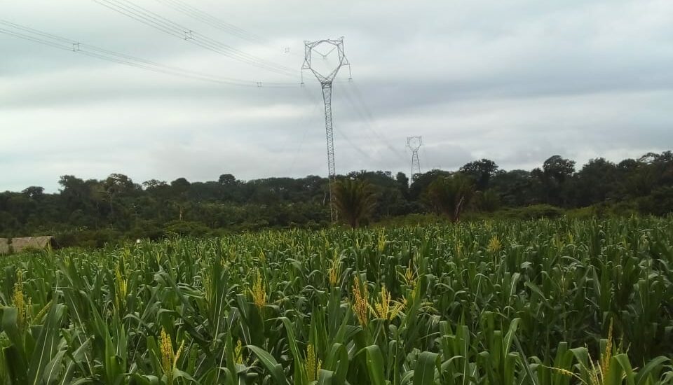 Produtores de milho comemoram sucesso do plantio na zona rural de Marabá