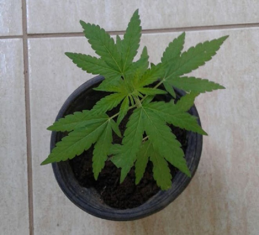 PM prende jovem que cultivava maconha dentro de casa em Parauapebas