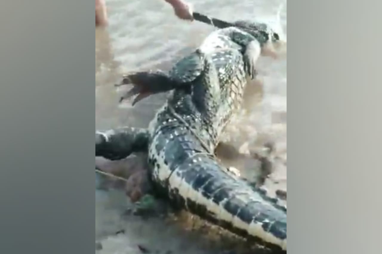 Jacaré é morto a golpes de terçado no interior do Pará