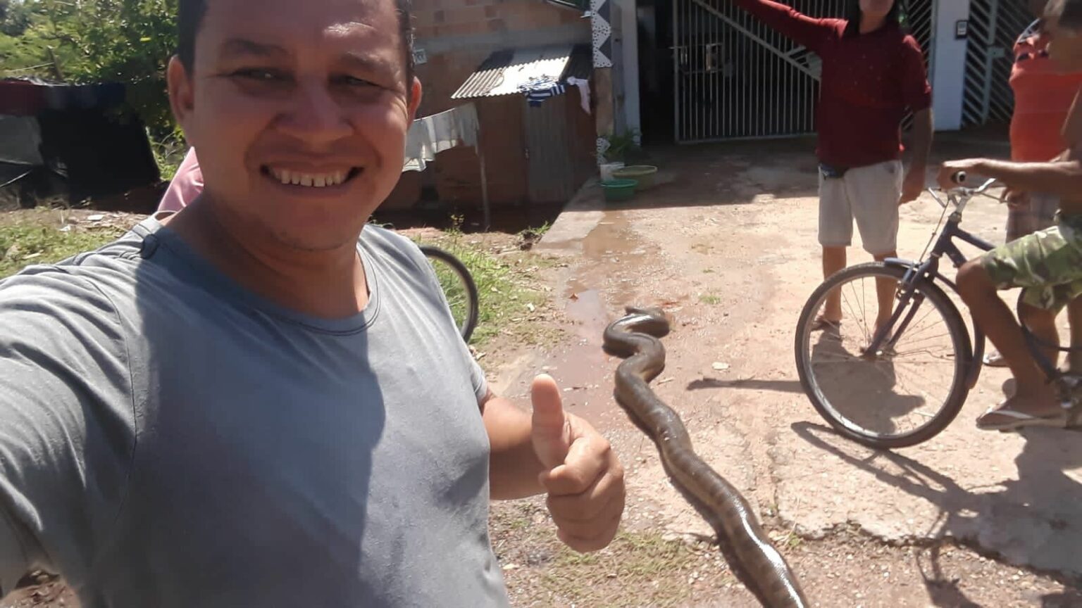 Cobra gigante tem cabeça cortada com serrote após atacar idoso em Marabá