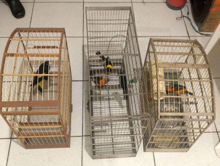 PRF prende suspeito e resgata seis pássaros silvestres no sudeste do Pará