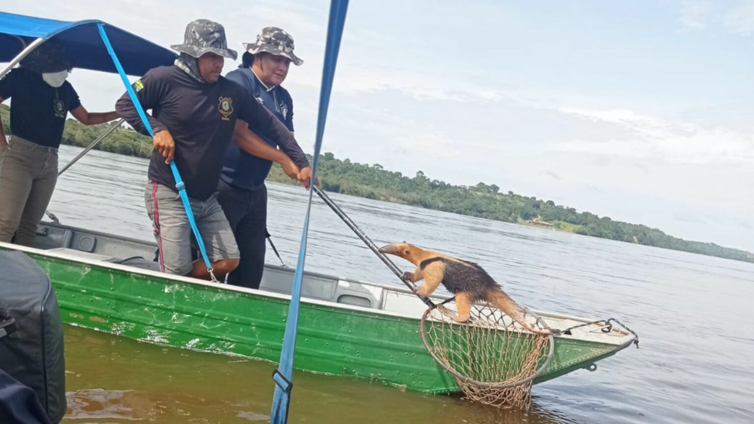 VÍDEO: Tamanduá é resgatado de afogamento no Rio Itacaiunas, em Marabá