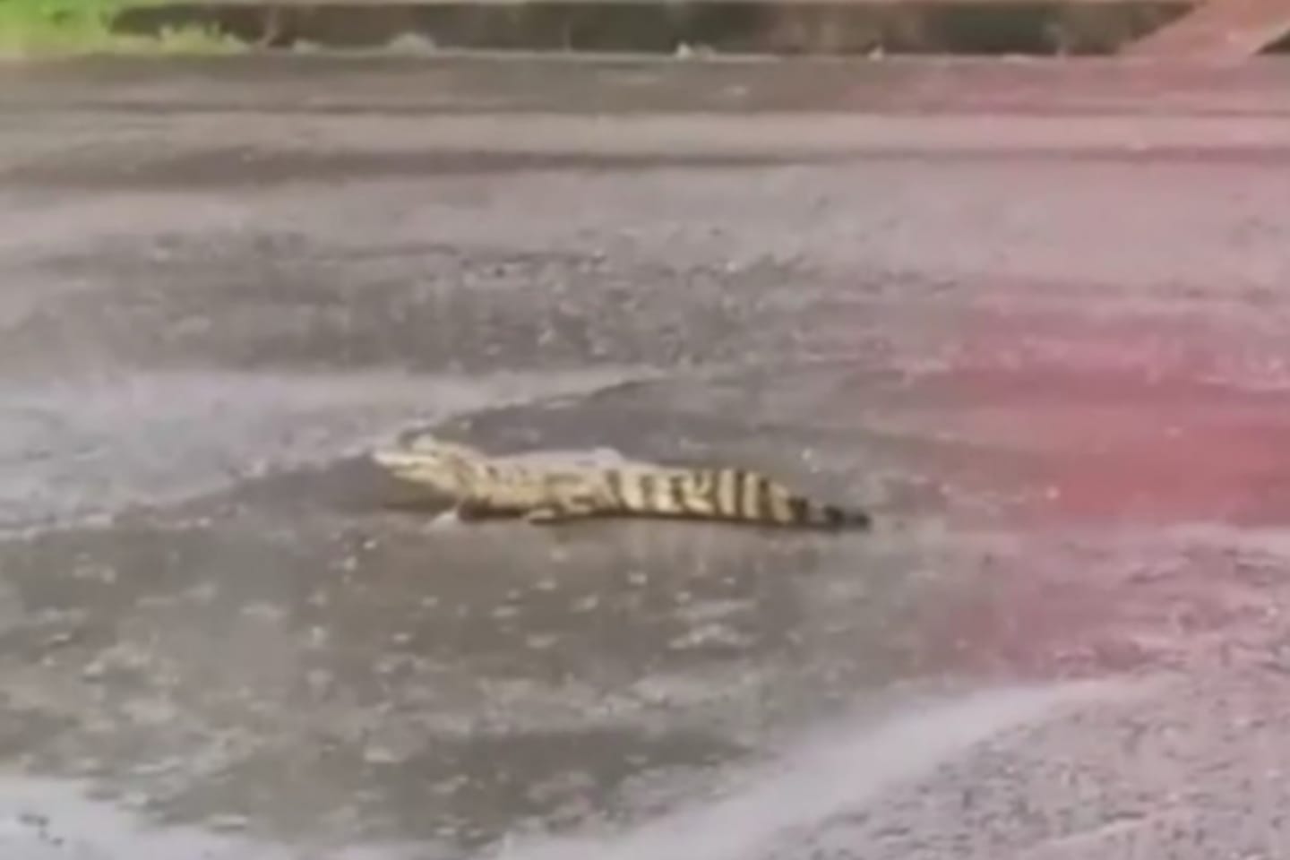 VÍDEO: Filhote de jacaré é flagrado em via pública no sudeste do Pará