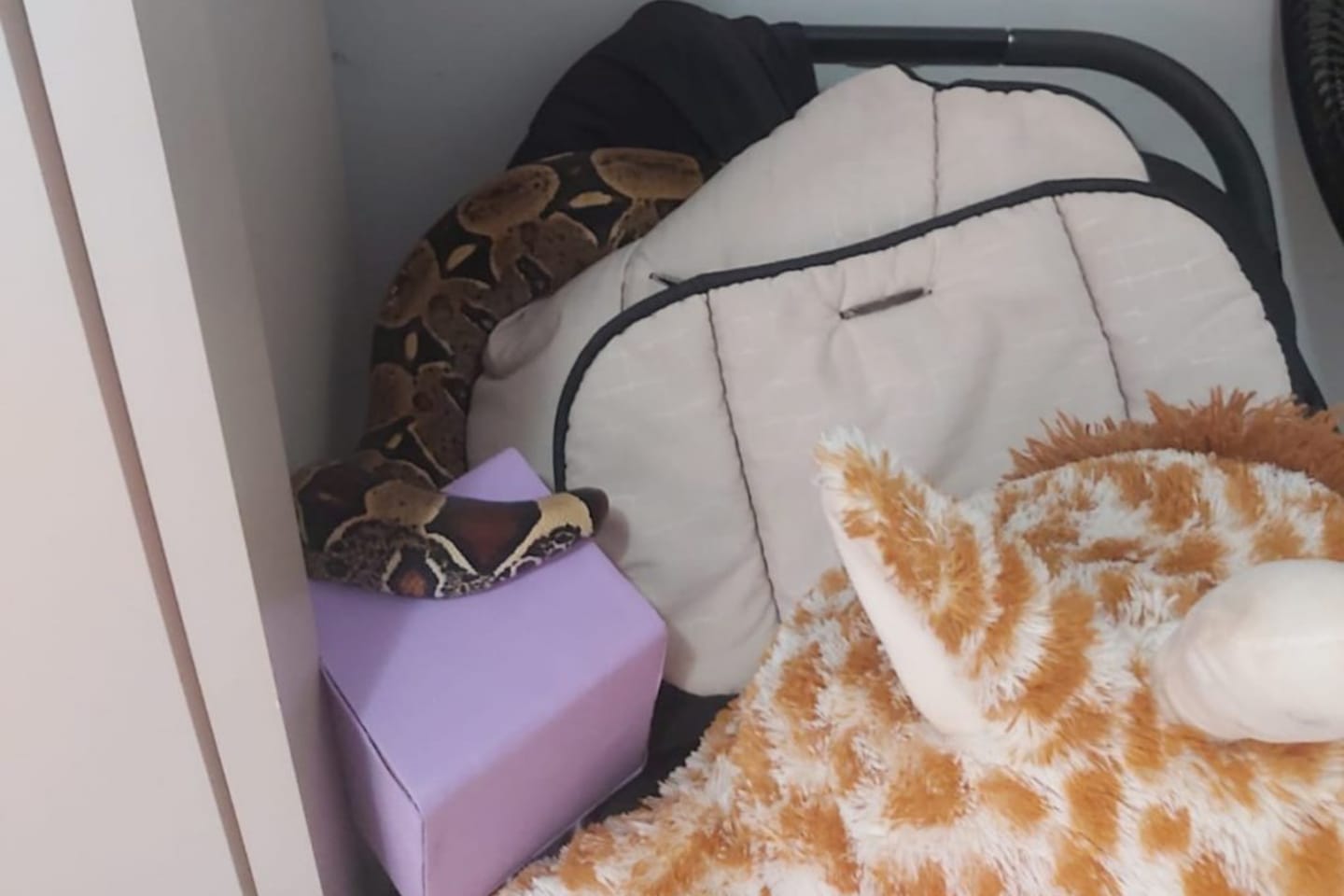 Cobra de mais de 2 metros é encontrada dentro de carrinho de bebê em Parauapebas