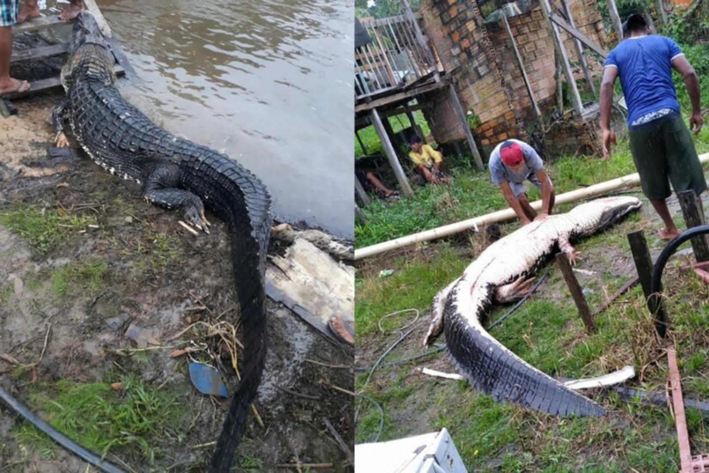 Jacaré de grande porte é morto por moradores no sudoeste do Pará