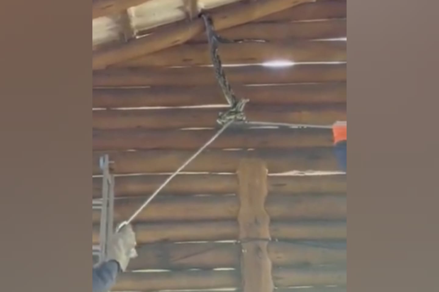 VÍDEO: Bombeiros capturam cobra de 4 metros em restaurante
