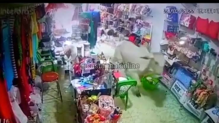 VÍDEO: Boi foge de caminhão e invade loja no nordeste do Pará