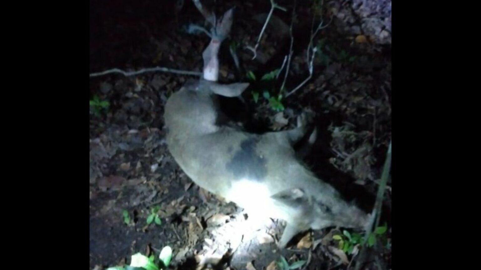 Homem é preso suspeito de furtar porco no interior do Pará