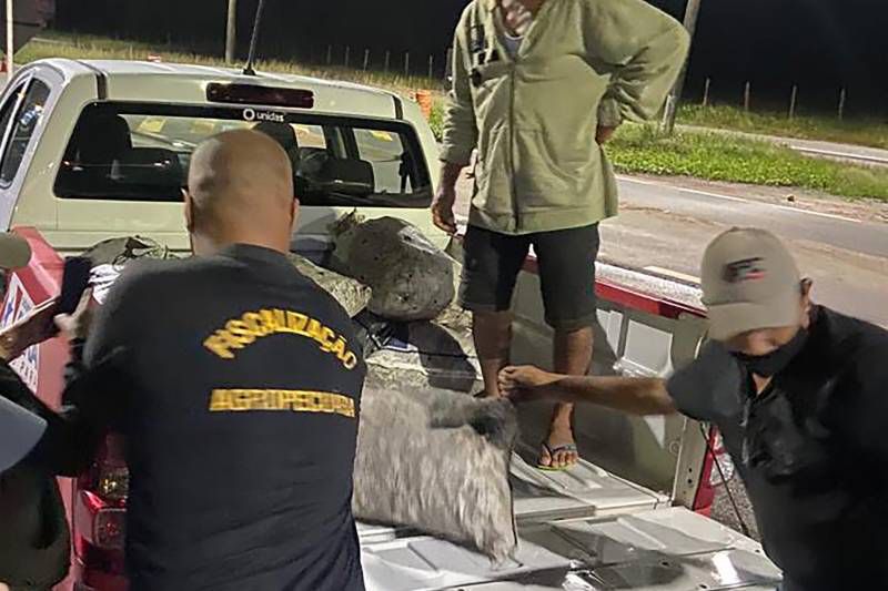 Operação apreende carga com 3 mil caranguejos no nordeste do Pará