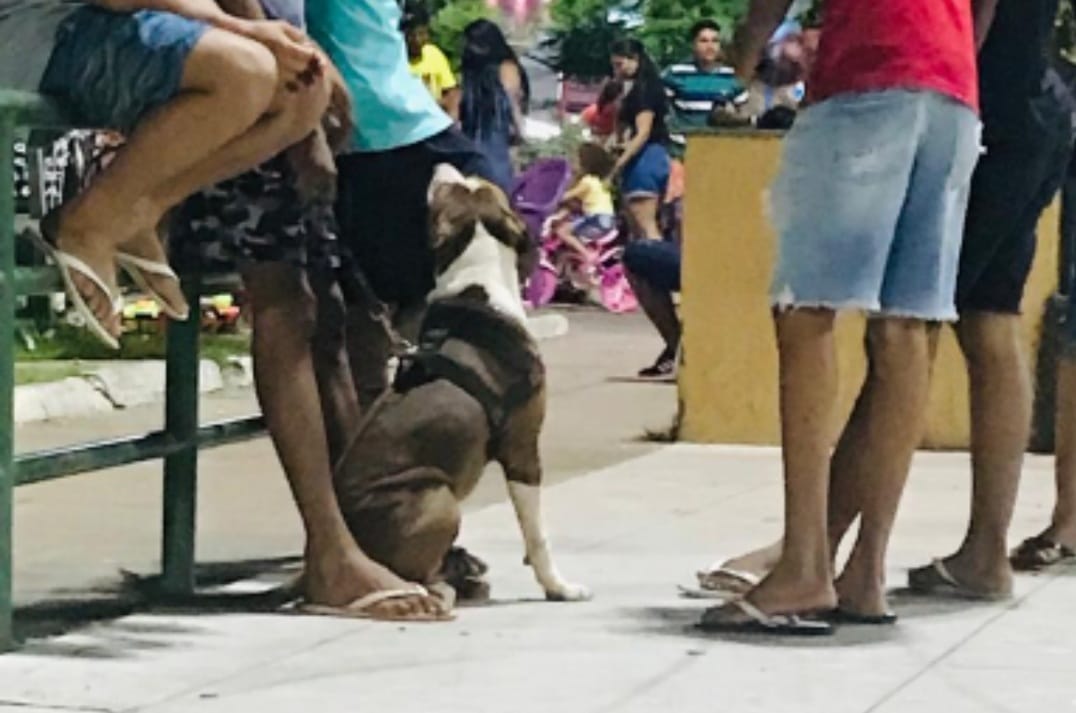 Cães ferozes e crianças se misturam em praça de Marabá