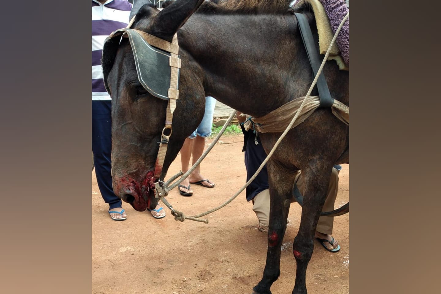 Pitbull ataca “burro de carroça” no meio da rua em Marabá
