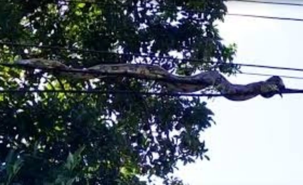 Cobra causa “apagão” em cinco cidades do sudeste do Pará