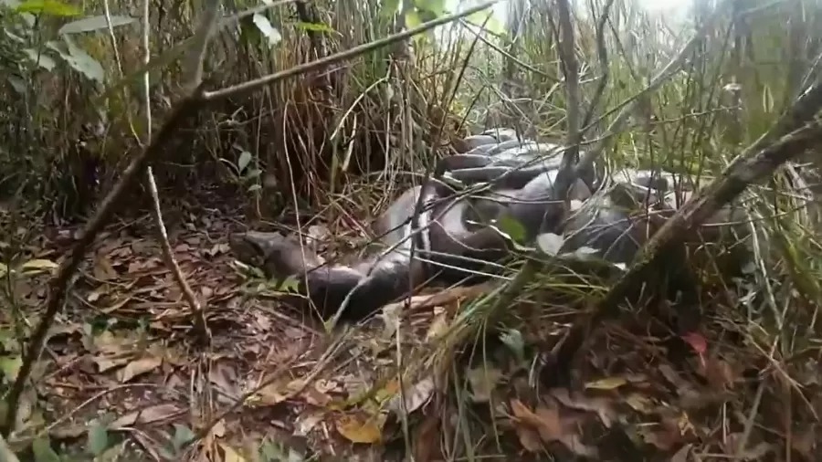 Fotógrafo flagra casal de cobra sucuri em “momento íntimo”