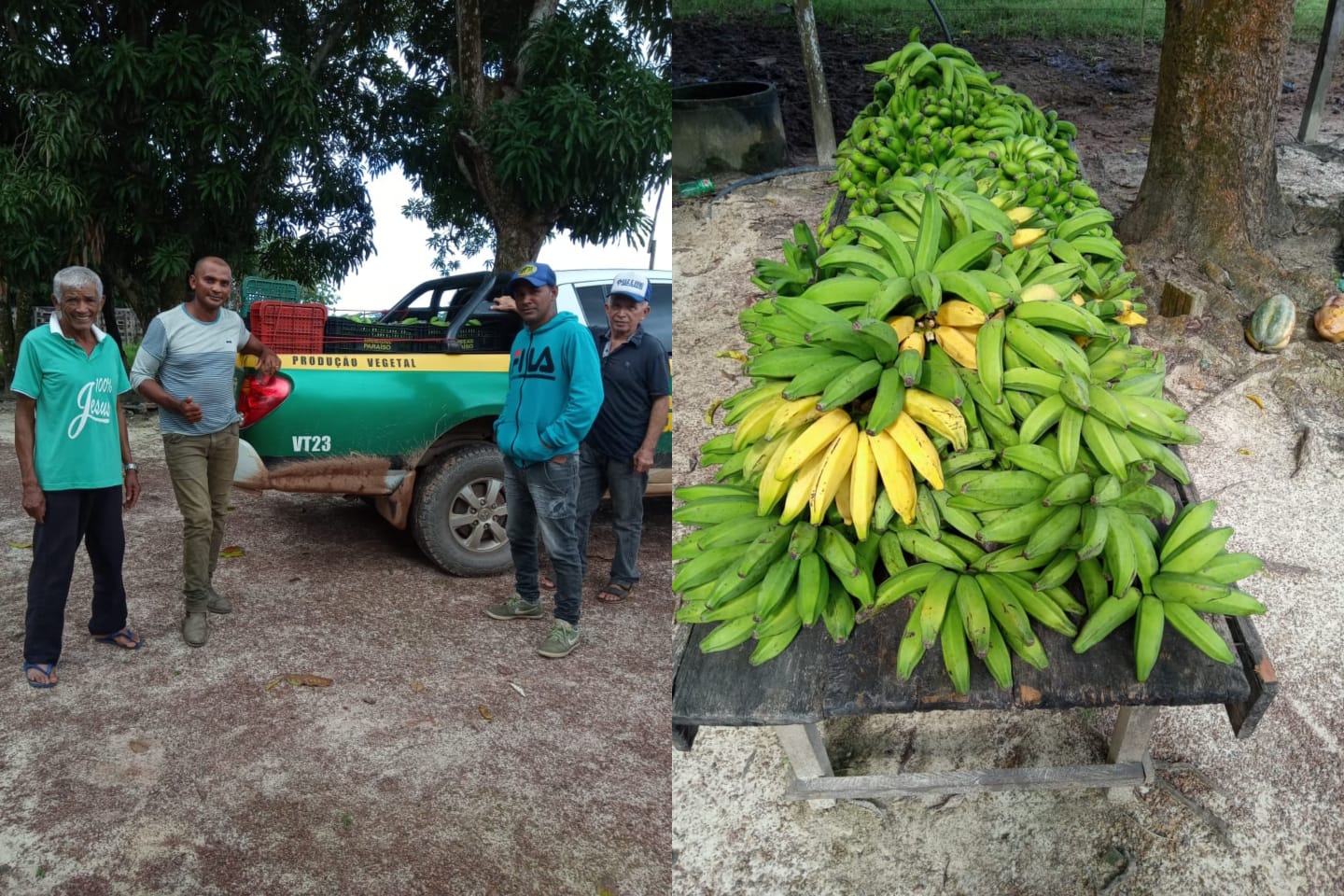 Produtores comemoram sucesso dos plantios na zona rural de Marabá