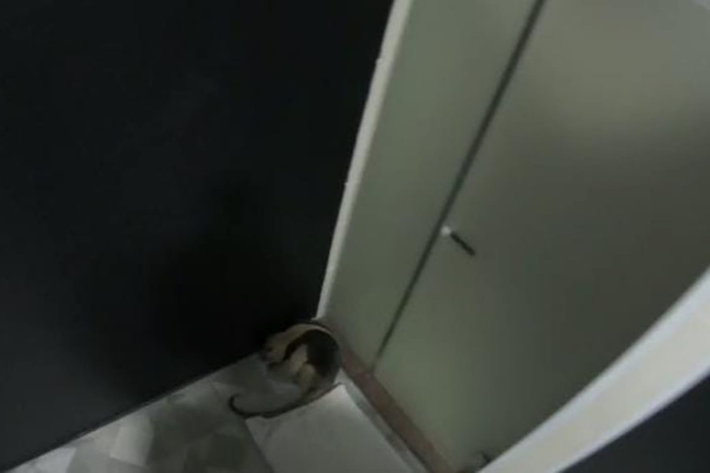 Tamanduá é encontrado em quarto de motel no interior do Pará