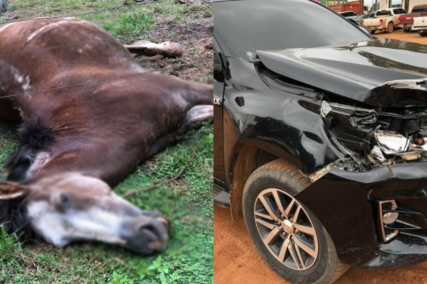 Caminhonete colide com cavalo no sudoeste do Pará