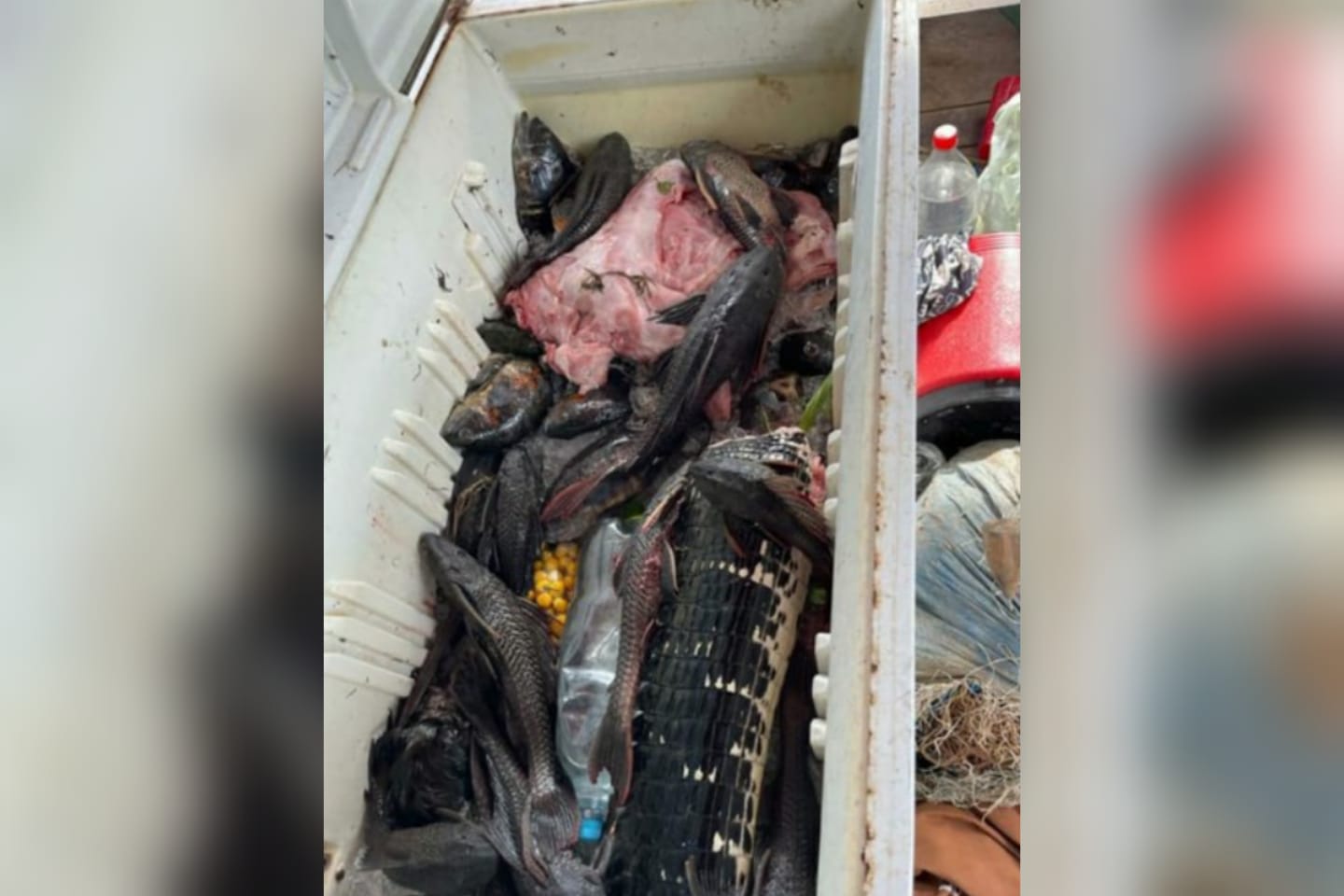 Mais de 500 kg de pescado são apreendidos no oeste do Pará