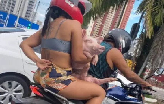 Porco é flagrado passeando de moto com casal no Pará
