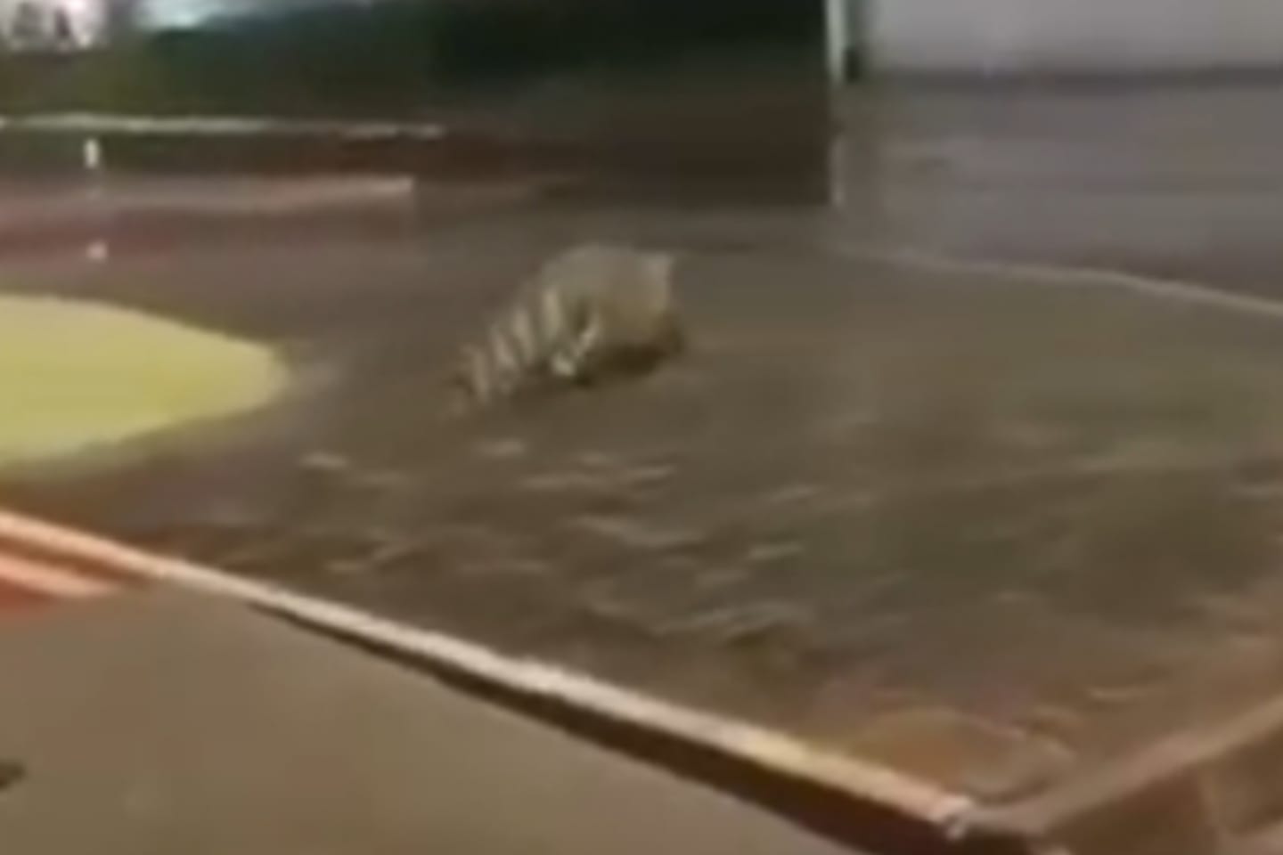 VÍDEO: Jacaré é flagrado em via pública no sudeste do Pará