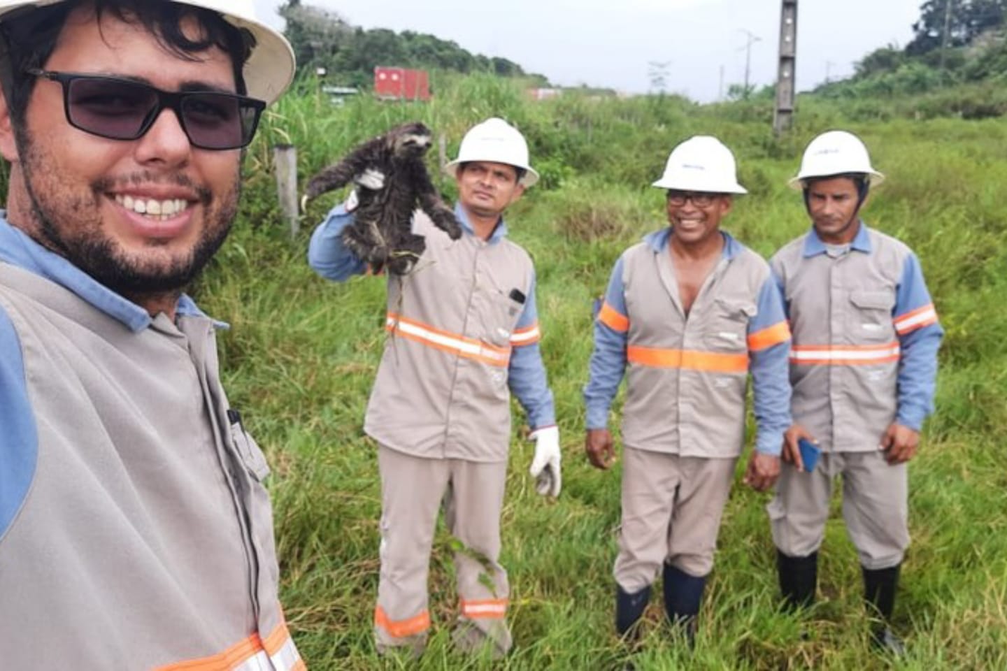 Bicho-preguiça é resgatado de fios de alta tensão em rede elétrica no Pará