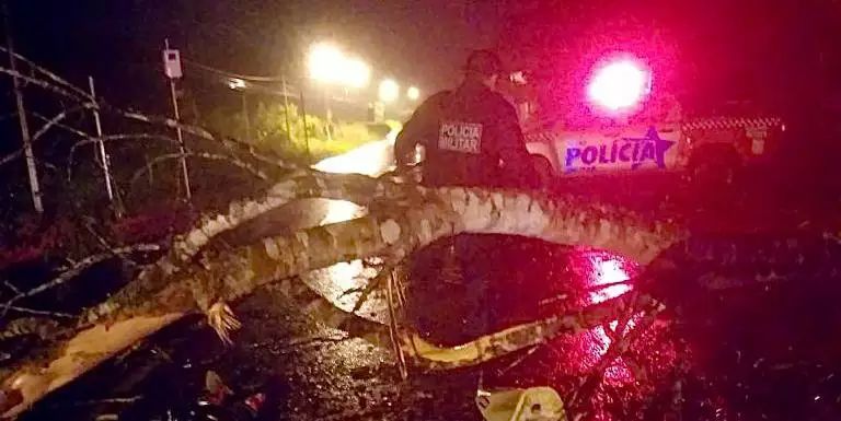 Motociclista morre ao colidir com árvore caída em rodovia no interior do Pará