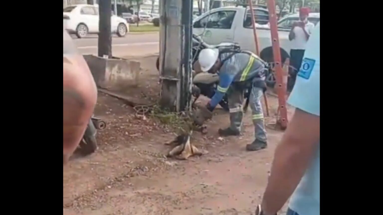 Tamanduá leva choque e cai de poste durante resgate em Marabá