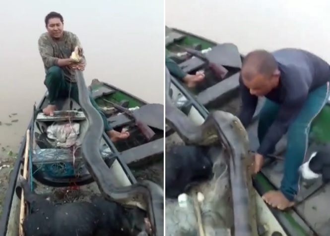 VÍDEO: Pescadores matam e exibem sucuri no interior do Pará