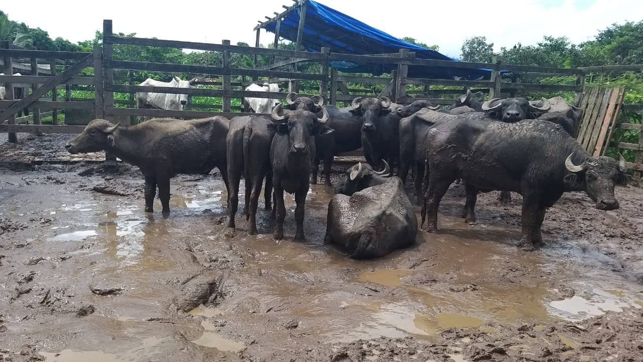 Polícia aborda barco e recupera 16 búfalos roubados no interior do Pará