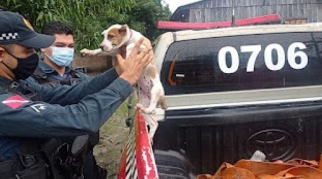 PM resgata cadela amarrada a mangueira no interior do Pará
