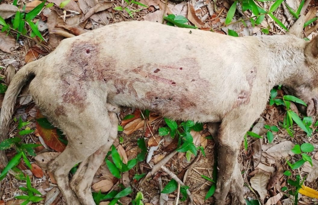 Vizinho mata cachorro a tiros de espingarda em ilha do Rio Tocantins