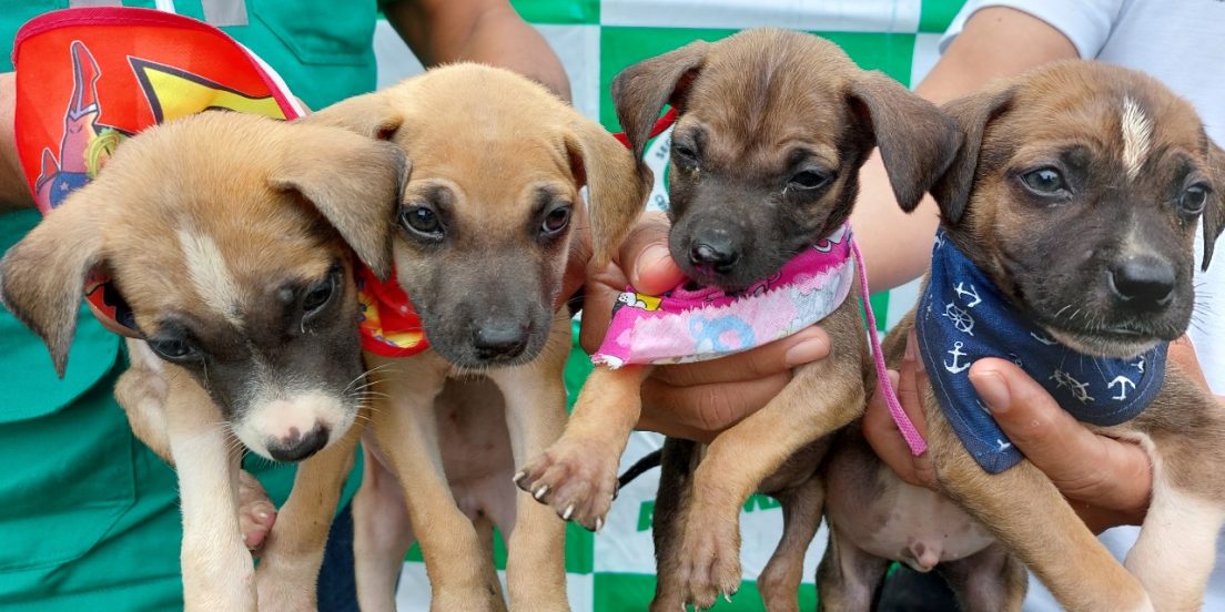 Centro de Controle de Zoonoses disponibiliza animais para adoção em Marabá