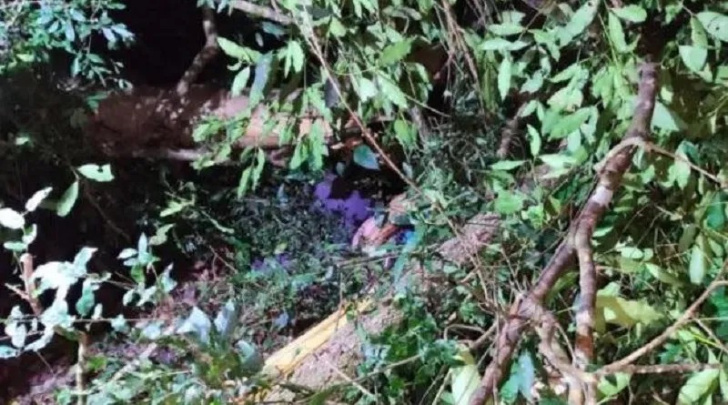 Árvore cai e mata garimpeiro no oeste do Pará