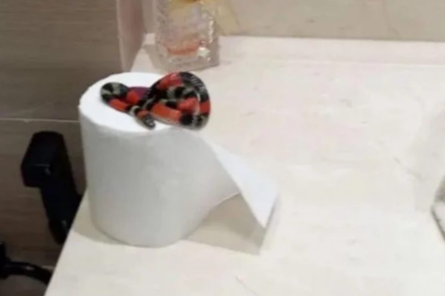 Morador encontra cobra coral em rolo de papel higiênico