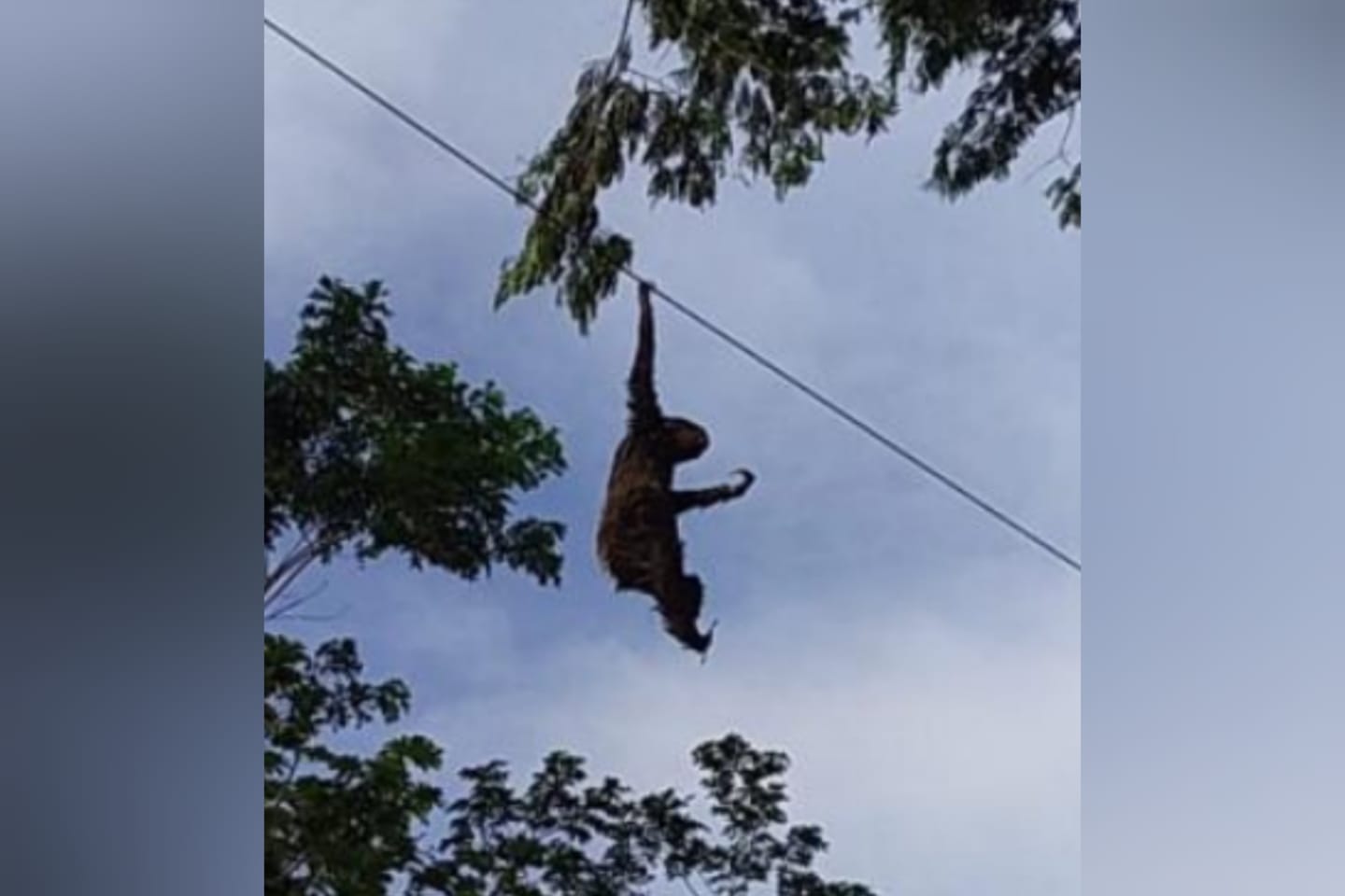 VÍDEO: Bicho-preguiça morre eletrocutado ao segurar em fiação elétrica no Pará