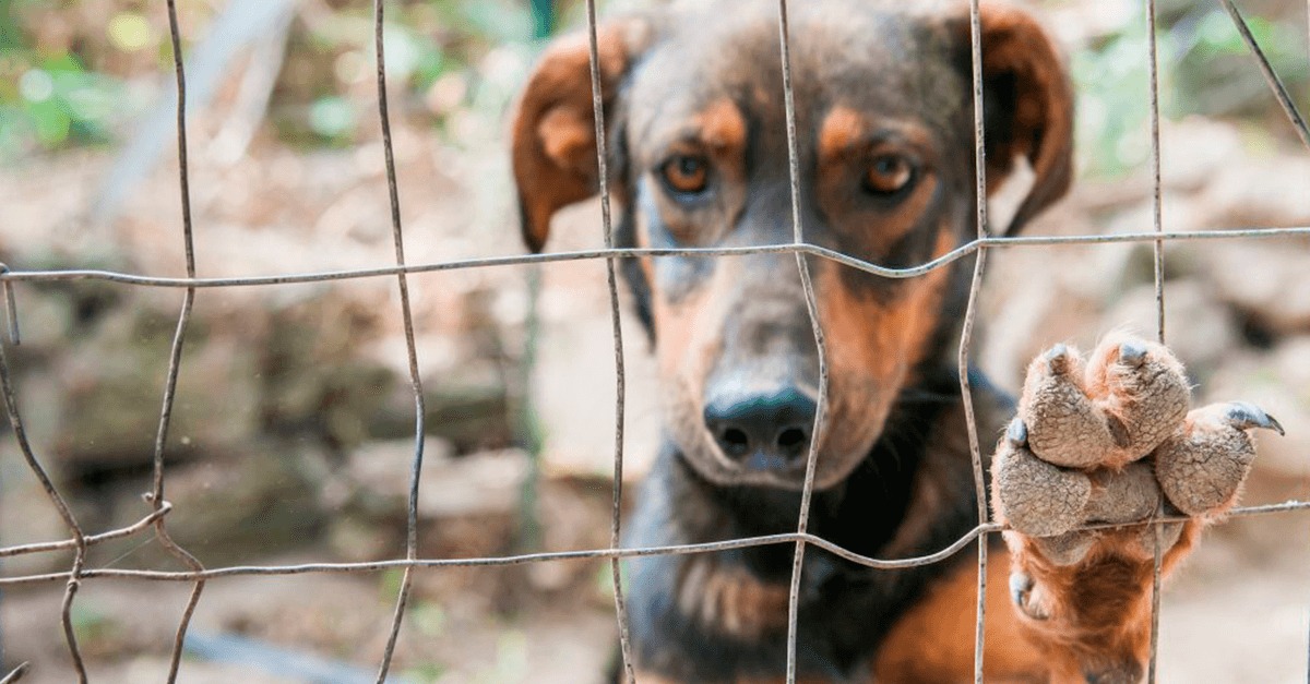 Pará conclui 93% dos casos de maus-tratos de animais