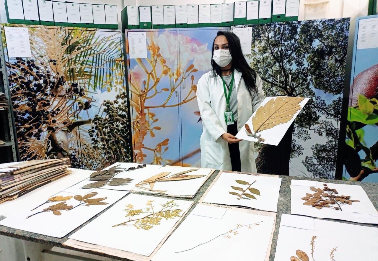 Casa da Cultura de Marabá reúne mais de 6.500 amostras de plantas secas