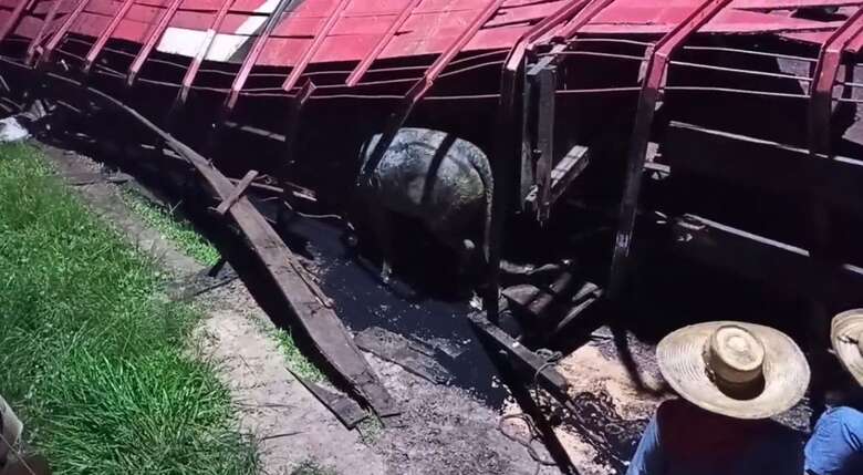 VÍDEO: Carreta tomba com bois vivos no interior do Pará