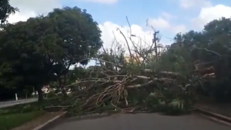 Árvore cai em cima de casa após forte chuva no Pará