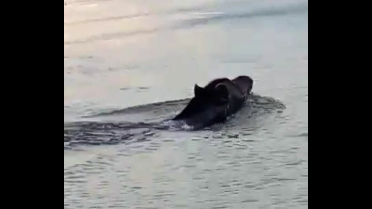 VÍDEO: Animal ameaçado de extinção é flagrado no Rio Tocantins, em Marabá