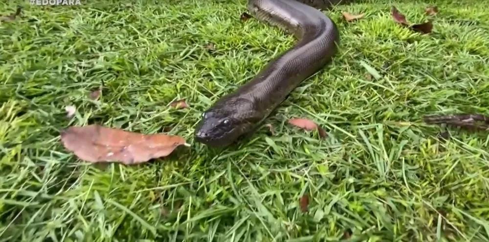 Cobra sucuri do Pará assusta atores durante gravação de novela da Globo