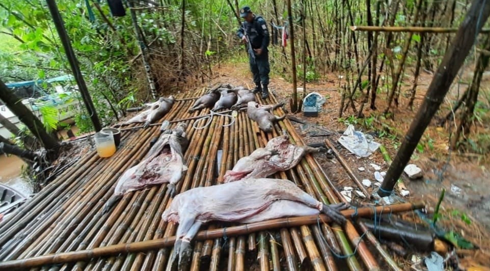 Massacre de capivaras no interior do Pará