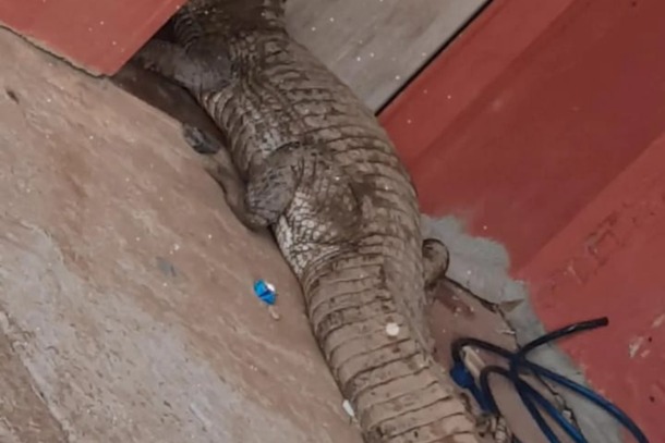 Jacaré ‘gigante’ invade residência no sudeste do Pará