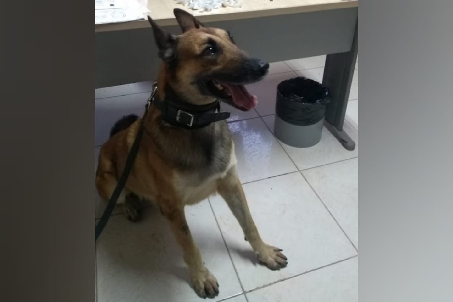 Cão farejador ‘manda’ traficante para a cadeia no nordeste do Pará