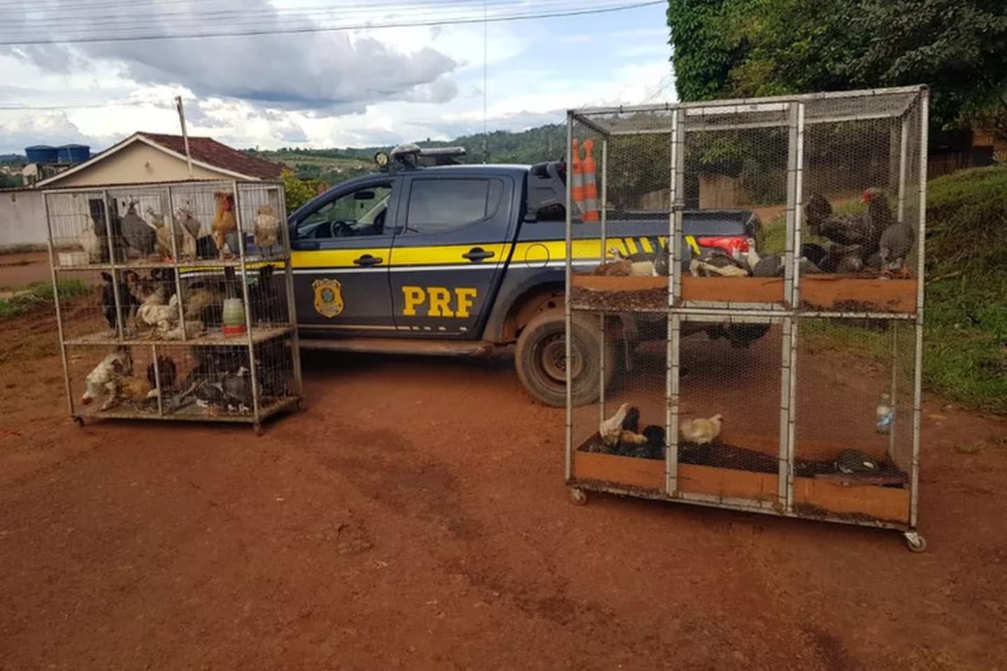 Mais de 100 aves transportadas ilegalmente são resgatadas no sudoeste do Pará